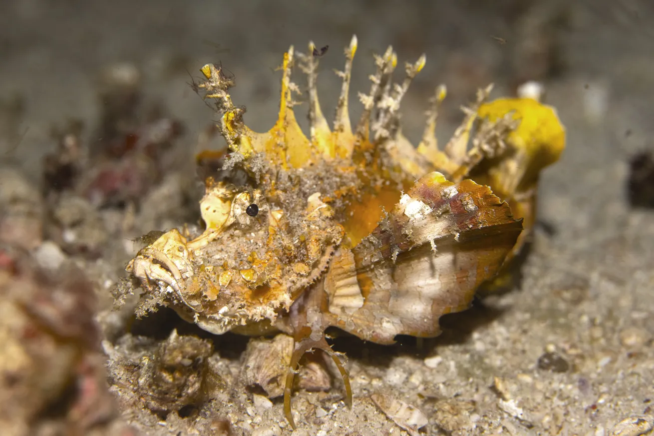 A spiny devilfish uses its two walking pectoral rays to shuffle across the sand.