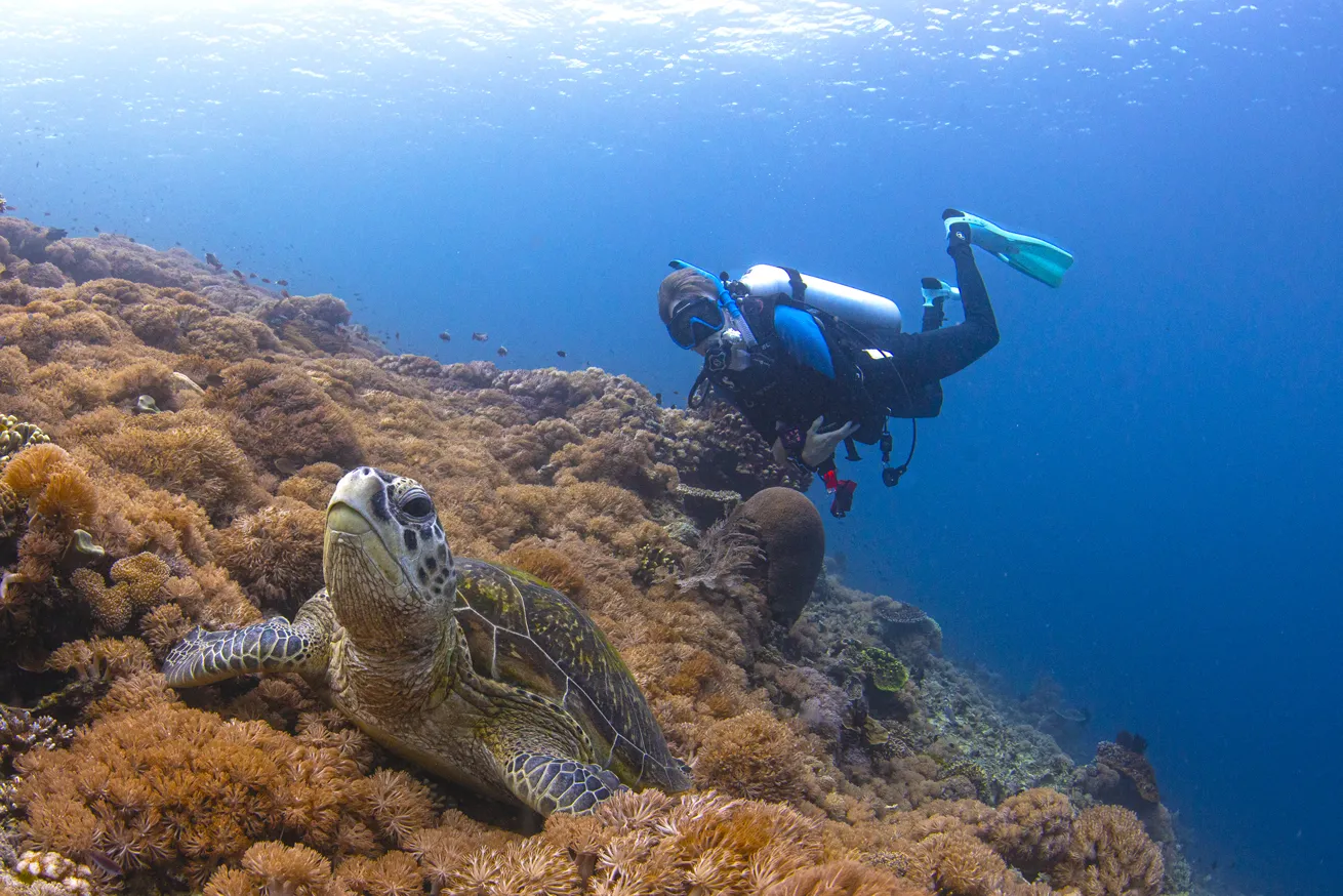 Komodo’s soft-coral terraces glow as a turtle lounges on the high spot. A diver observes from the periphery, giving the reef resident plenty of room.