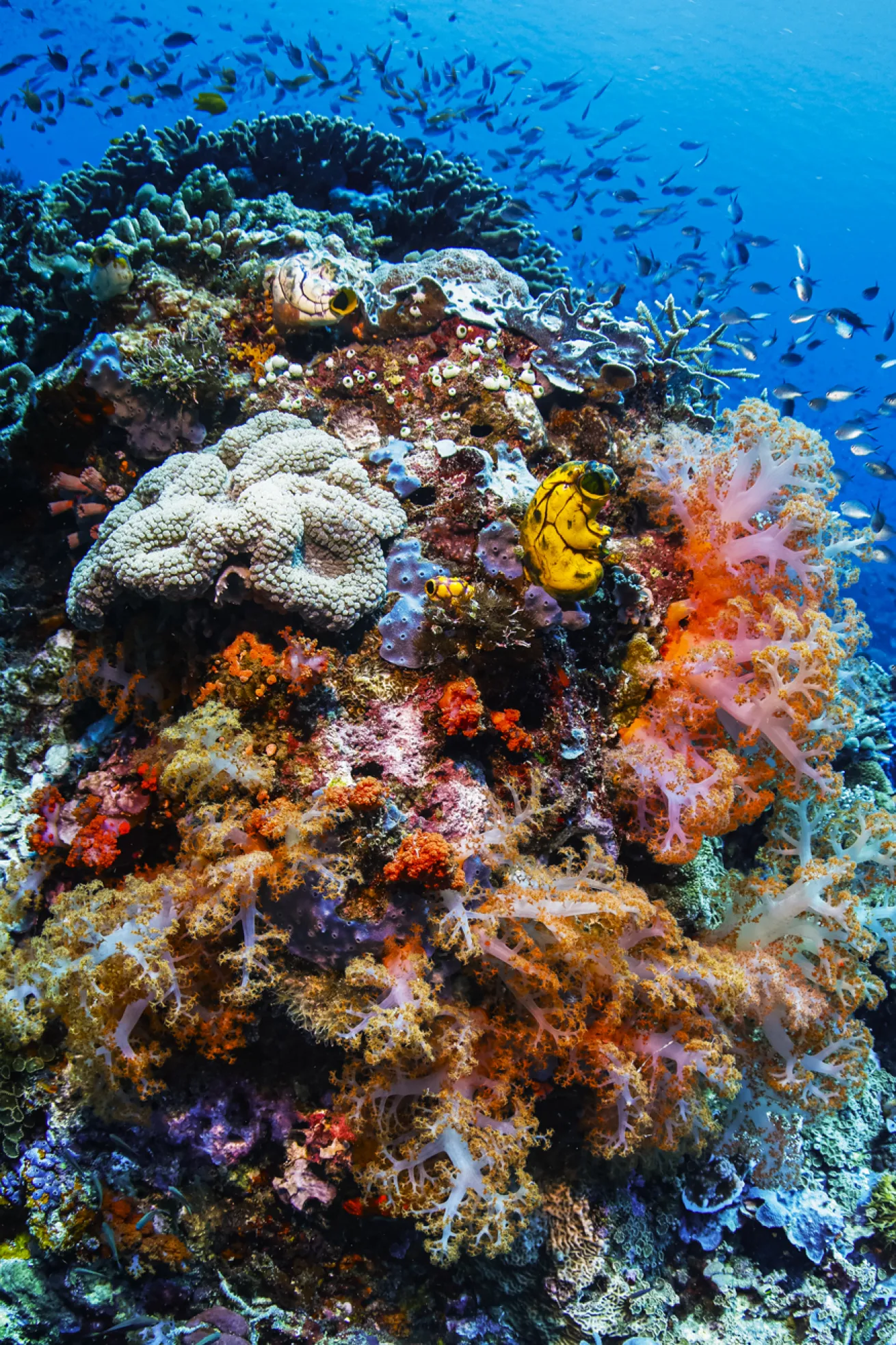 A current-swept bommie bursts with *Dendronephthya* soft corals and sponges.