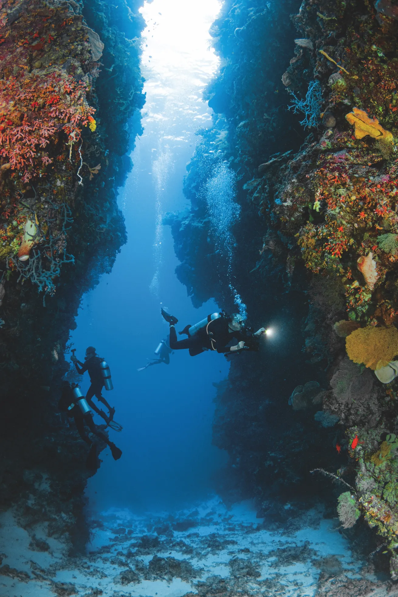Pelagian is often the only liveaboard cruising the area, leaving divers to explore the thriving reefs with fewer outside distractions.