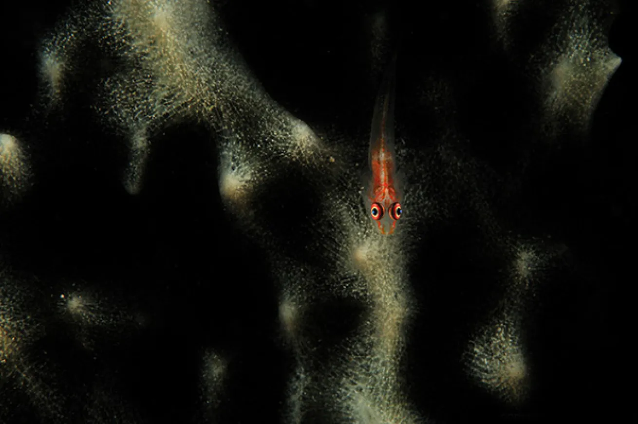Goby on a Sponge