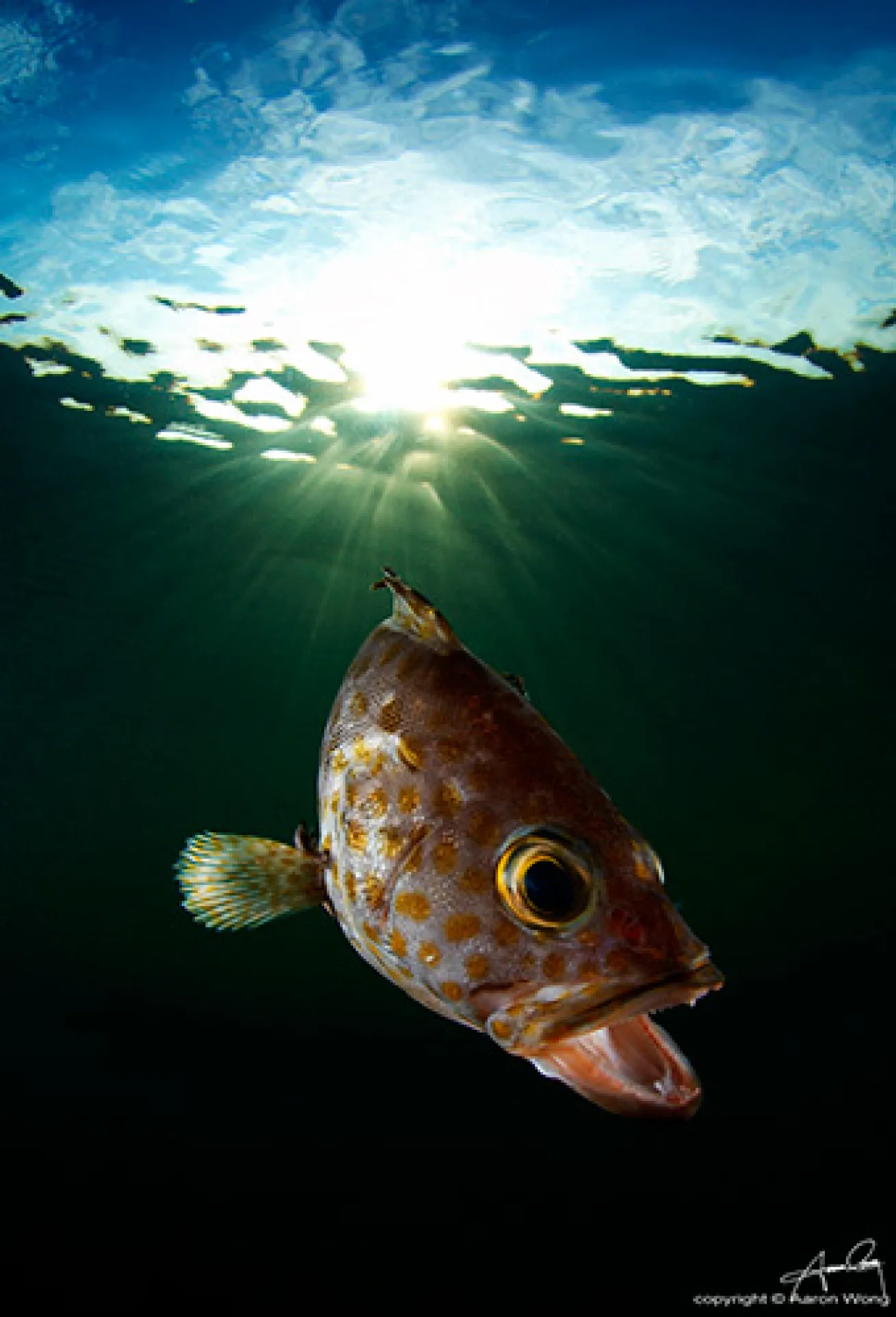 Grouper at Dusk