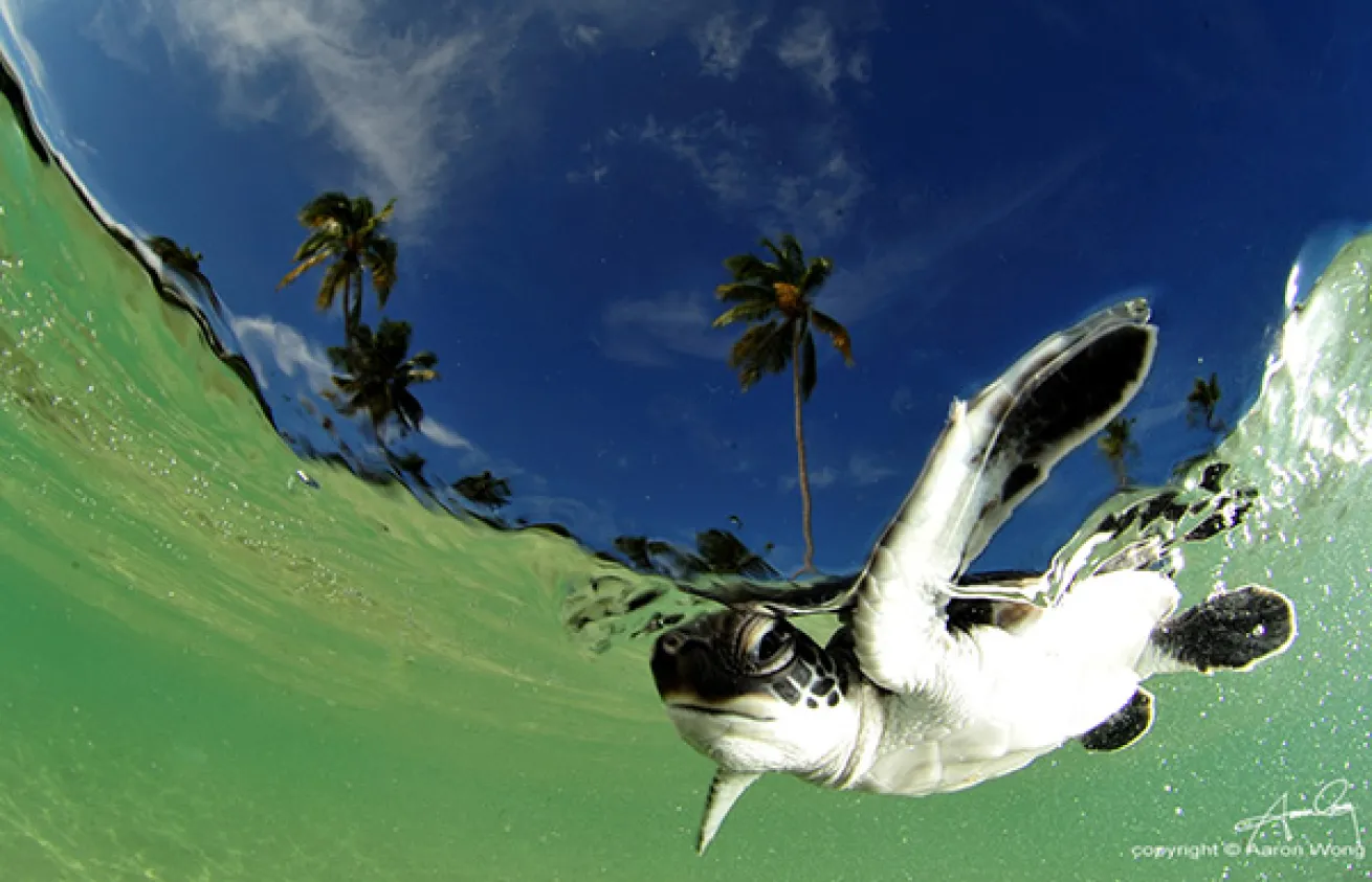 Juvenile Green Turtle