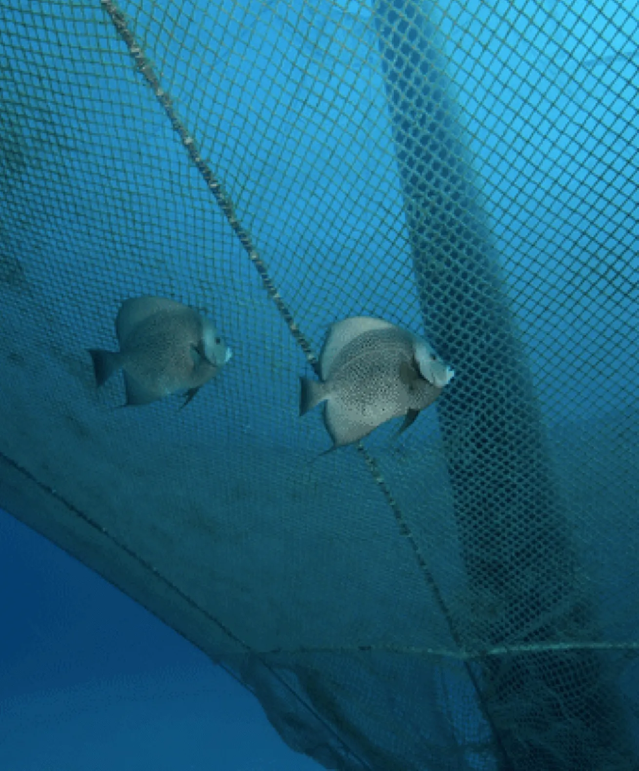 Cobia Cage
