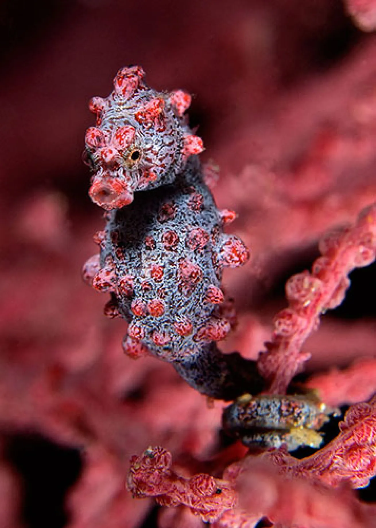 small marine creatures