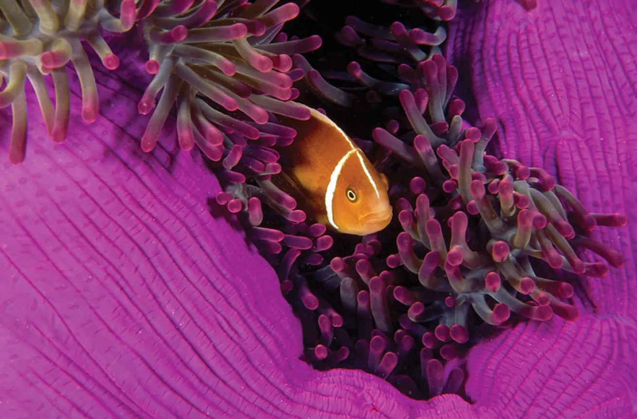 clownfish anemonefish