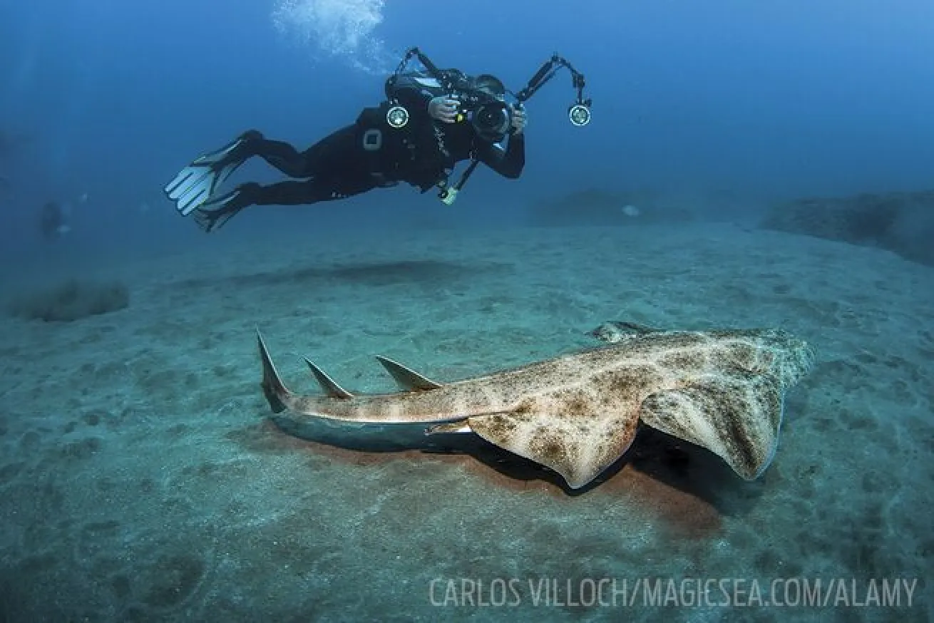 Angelshark and scuba diver bizarre weird shark