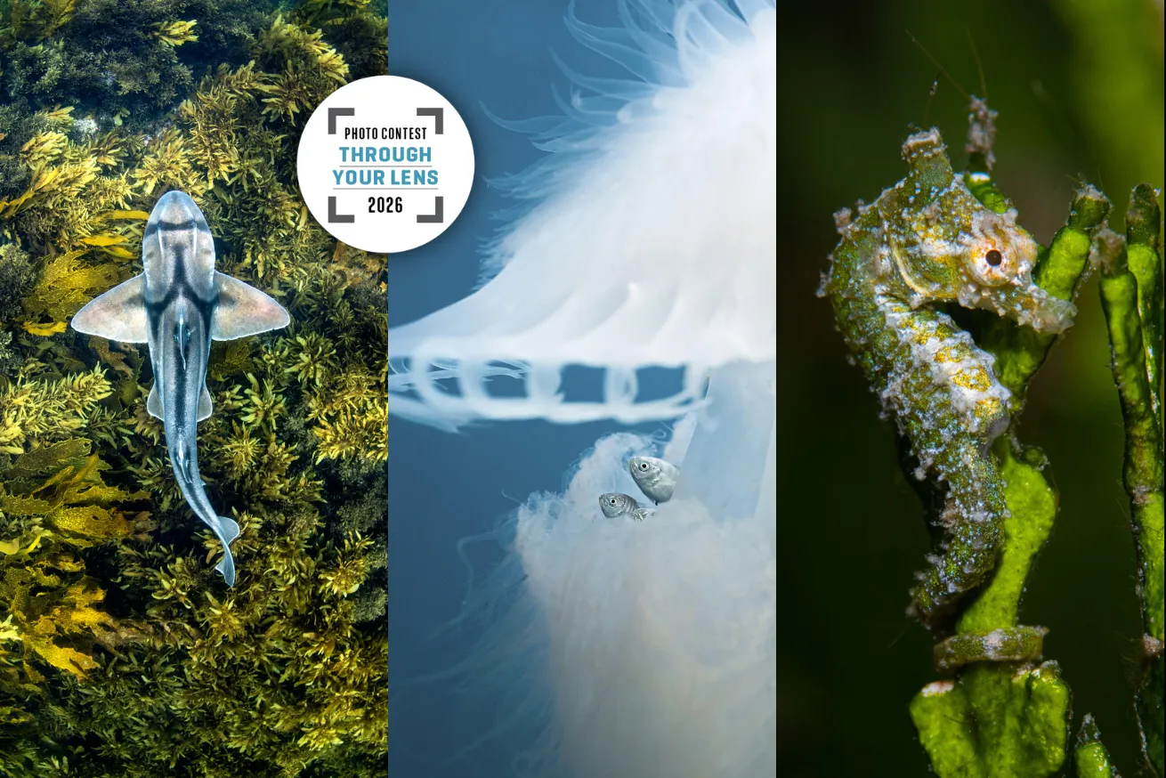 graphic announcing photo contest, images of sharks, jellyfish, fish and seahorse
