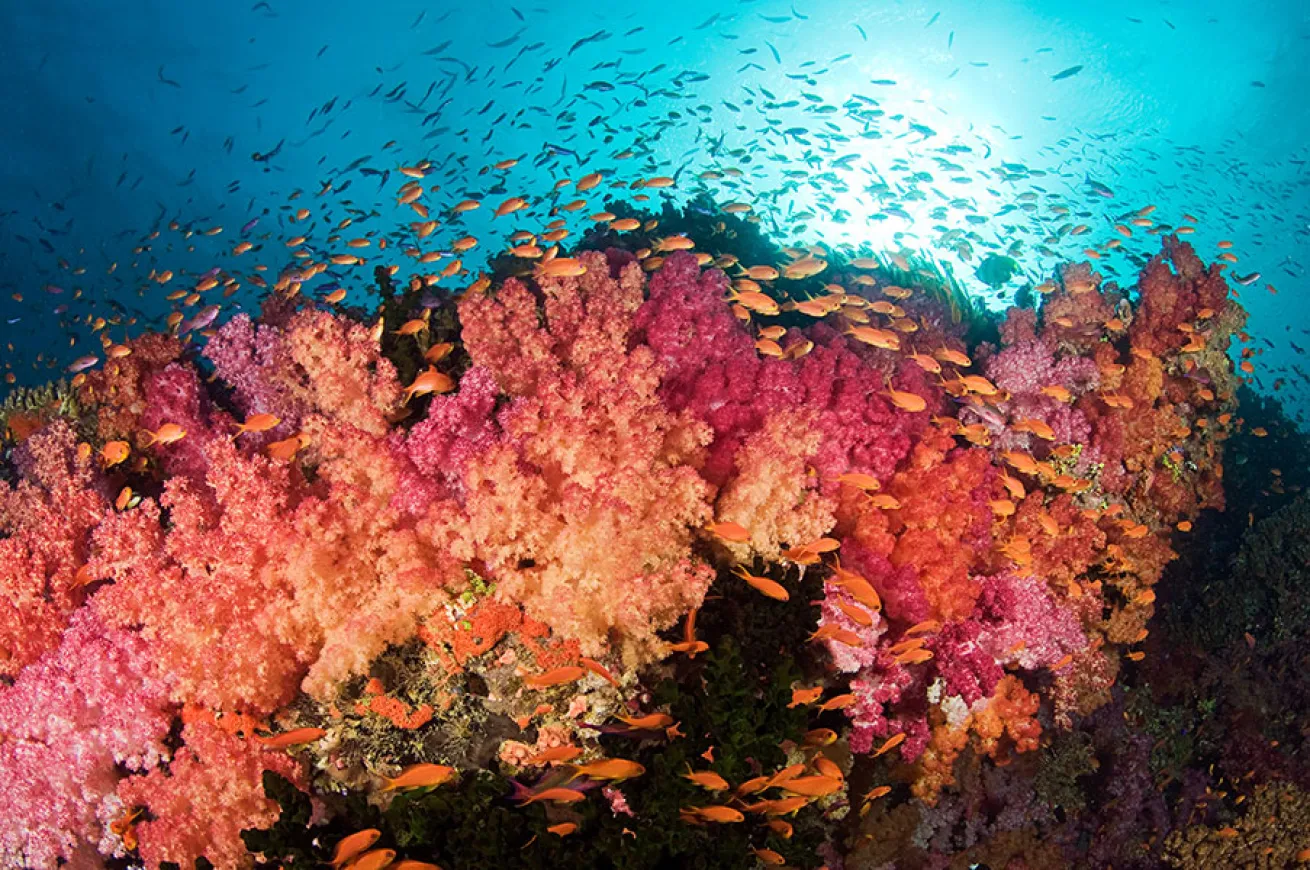 scuba diving coral reef