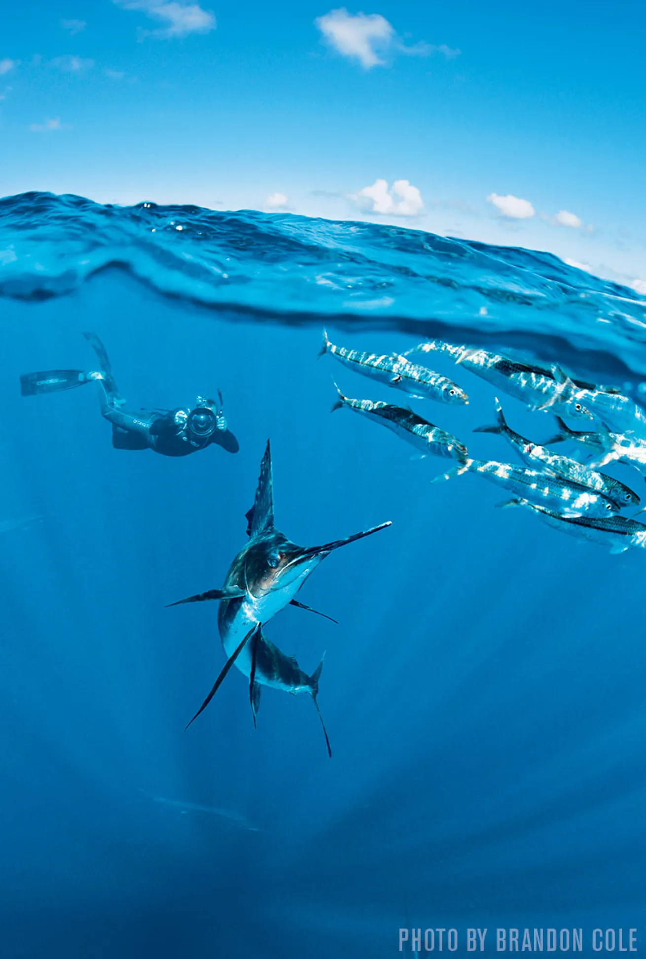 Atlantic Sailfish | Isla Mujeres, Mexico