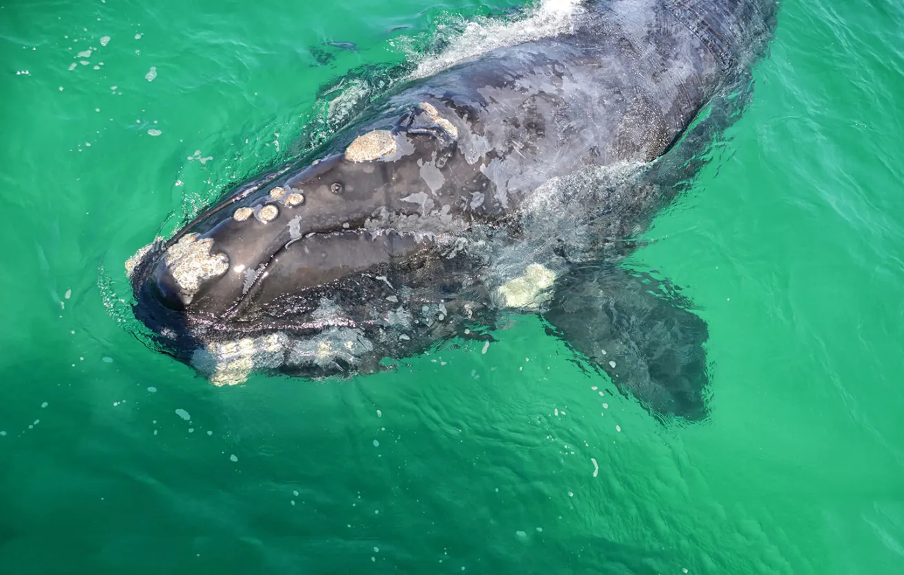 juvenile Southern Right Whale in False Bay