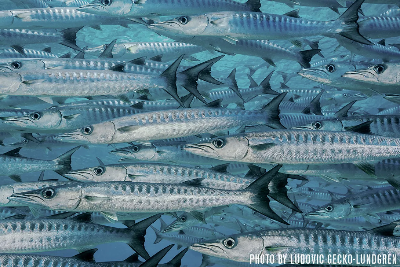 Barracuda | Sipadan, Malaysia