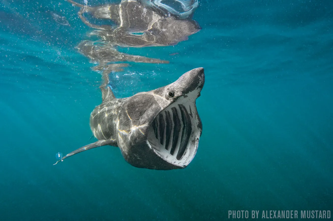 Basking Sharks | Cornwall, England