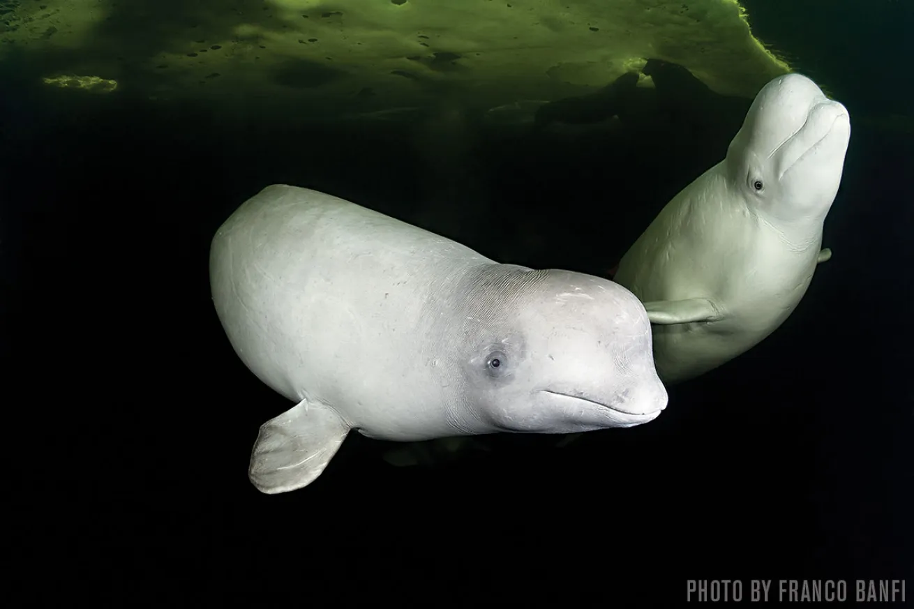 Beluga Whales | White Sea, Russia