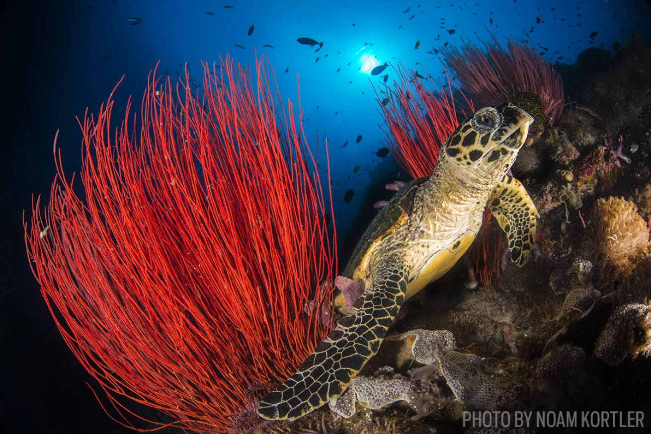 hawksbill sea turtle scuba diving photo