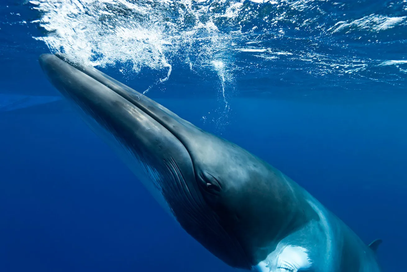 whales scuba diving