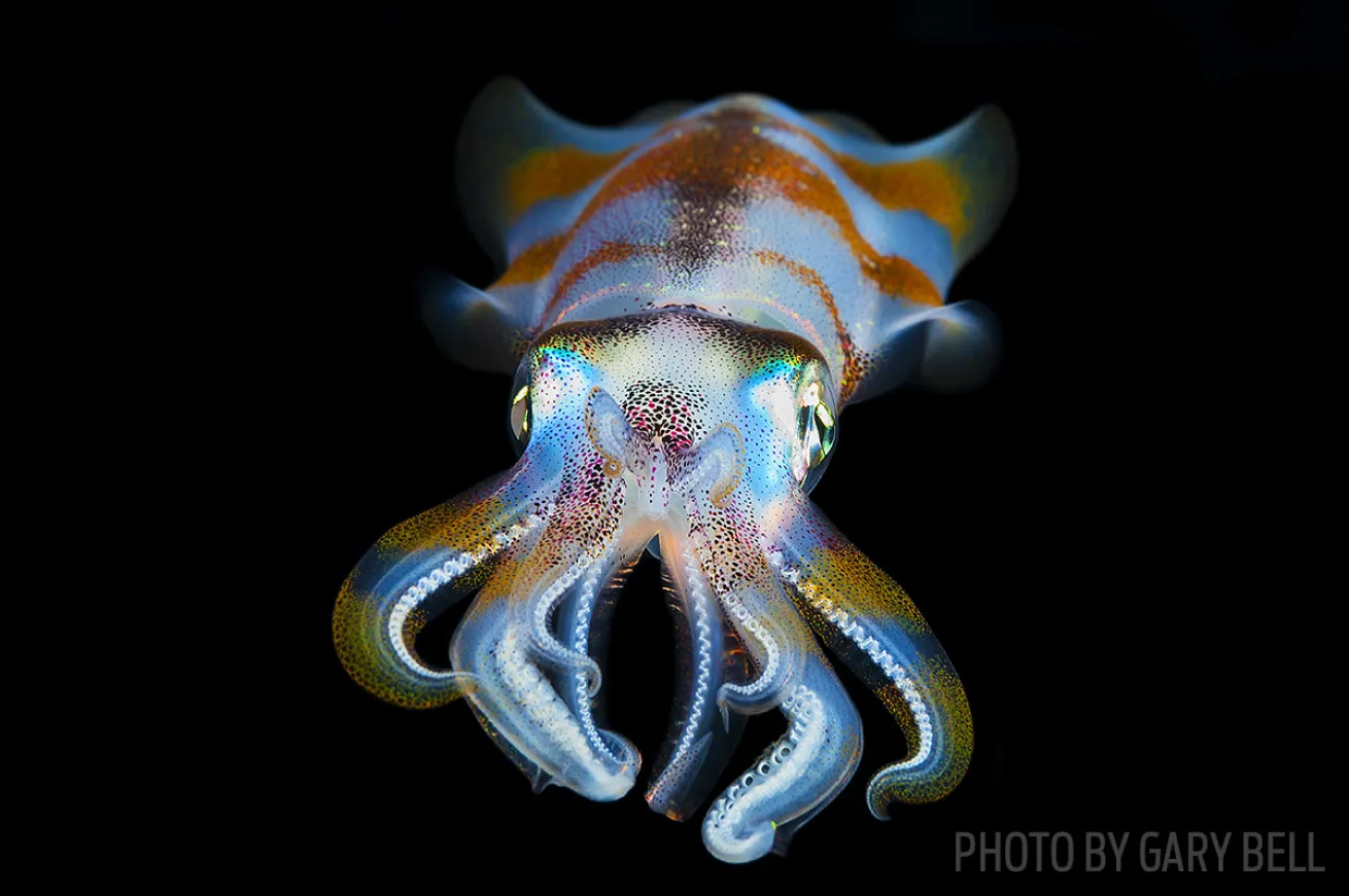 Bigfin reef squid underwater Papua New Guinea