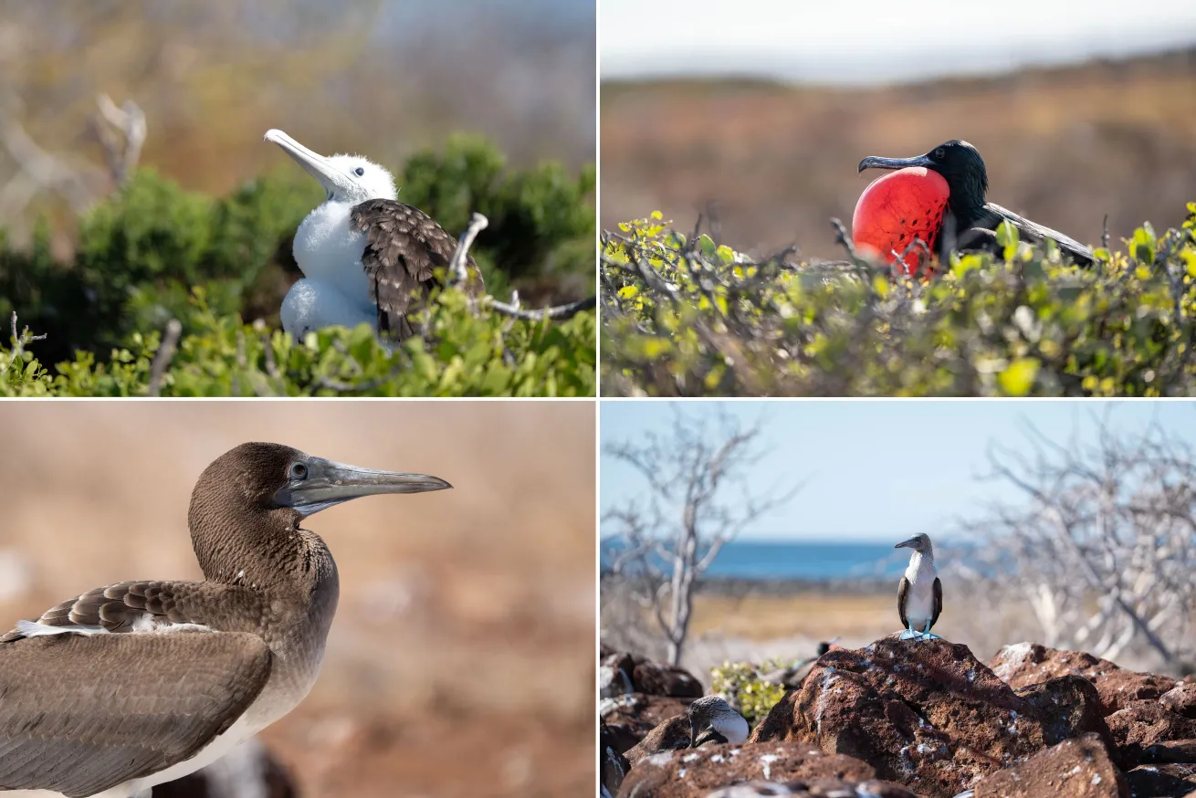 **Birds of the Galapagos.** Top: magnificent frigate bird chick and adult. Bottom: blue footed booby juvenile and adult.