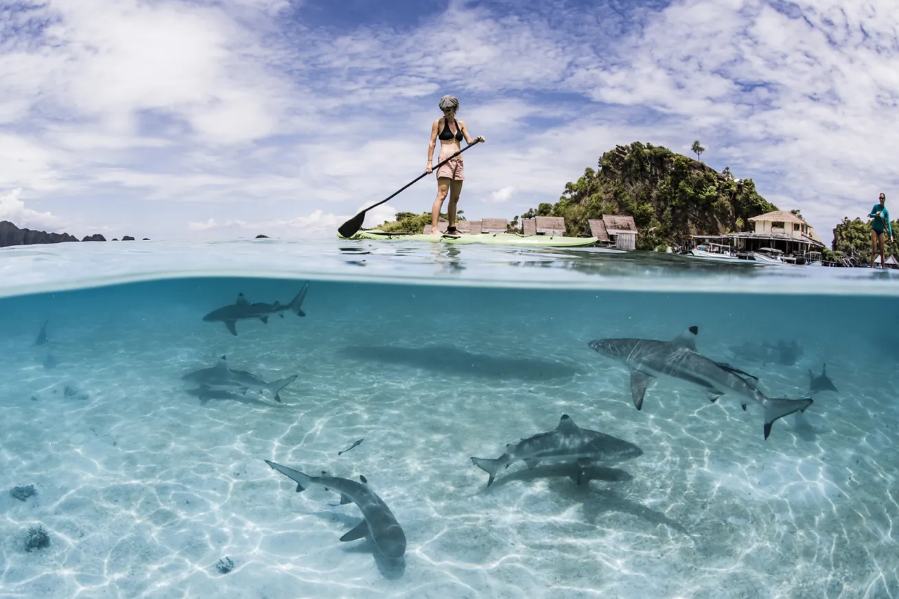 a paddleboarder floats above a school of blacktip reef sharks with misool resort in the background
