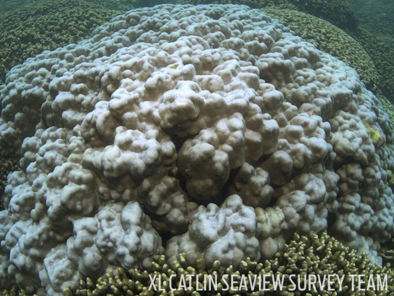 Bleach coral
