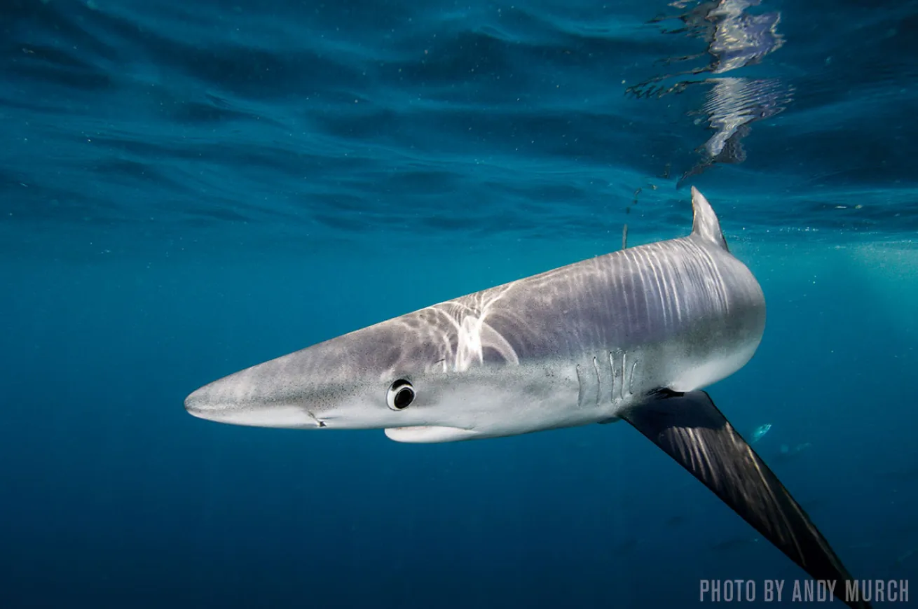 Blue Sharks | Southern California