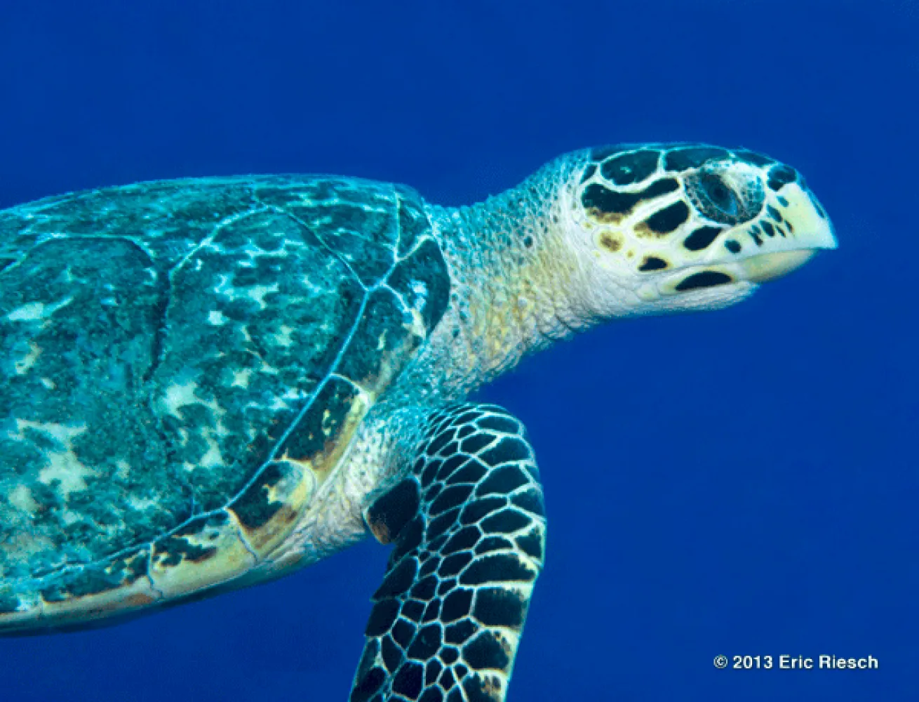 bonaire scuba diving