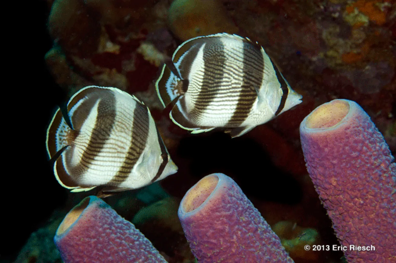 bonaire scuba diving