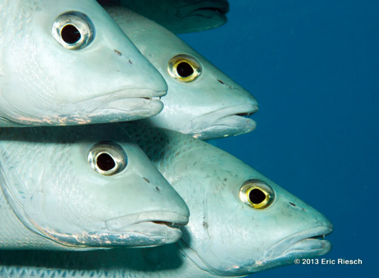bonaire scuba diving