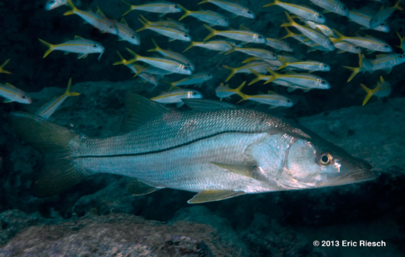 bonaire scuba diving