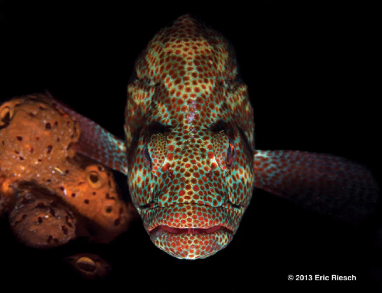 bonaire scuba diving