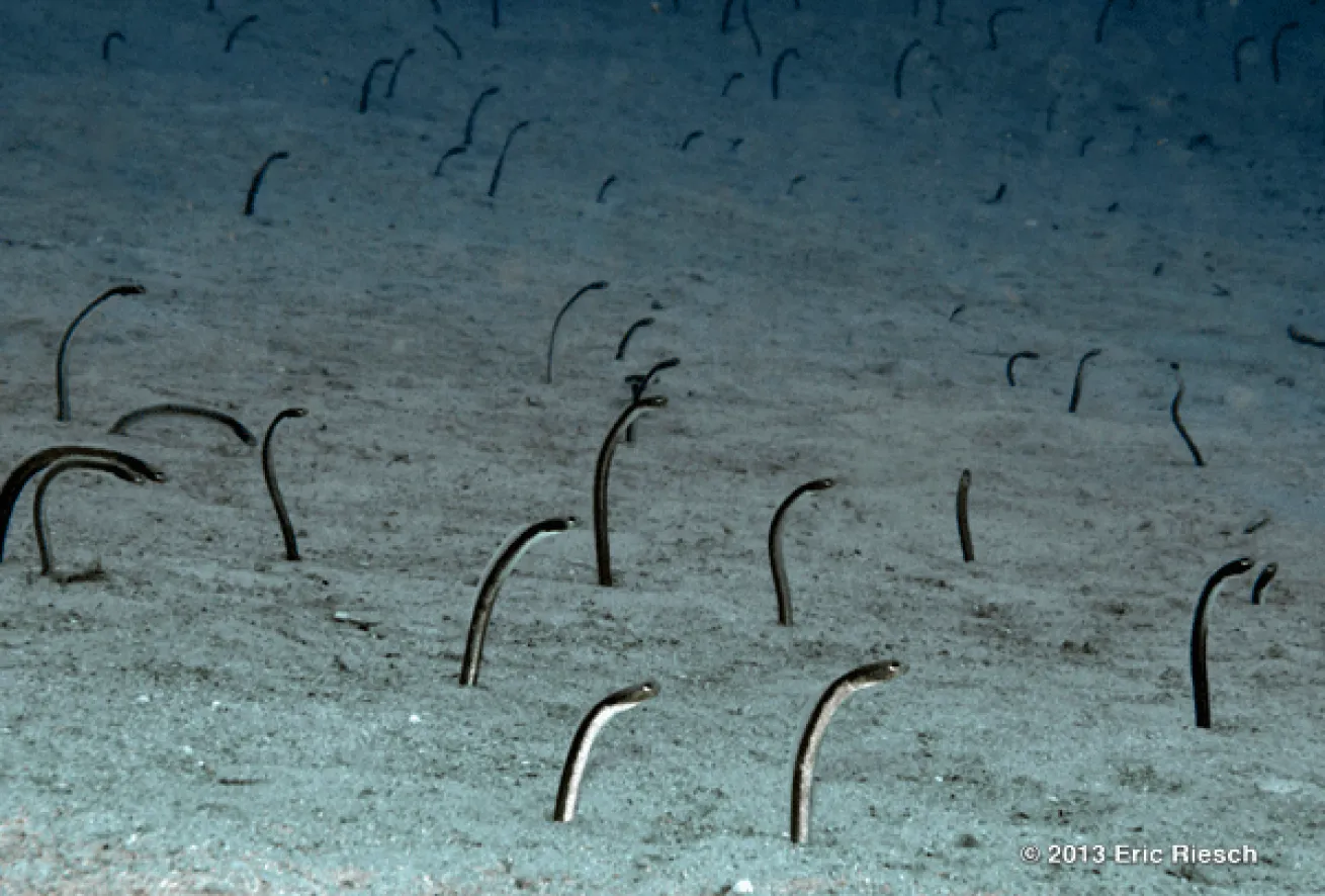 bonaire scuba diving