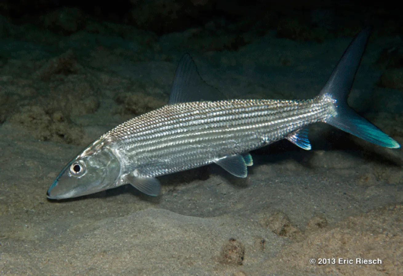 bonaire scuba diving