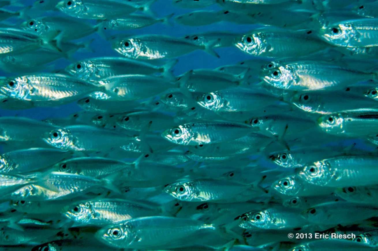 bonaire scuba diving