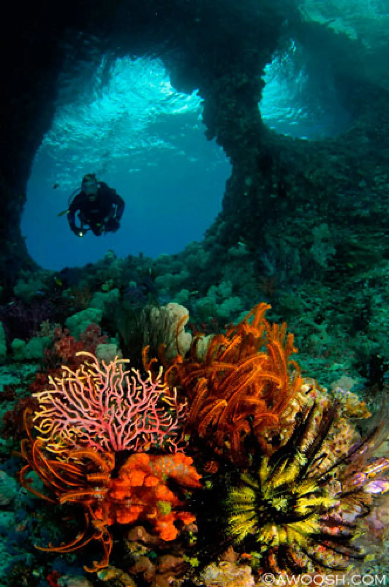 Raja Ampat underwater photography 