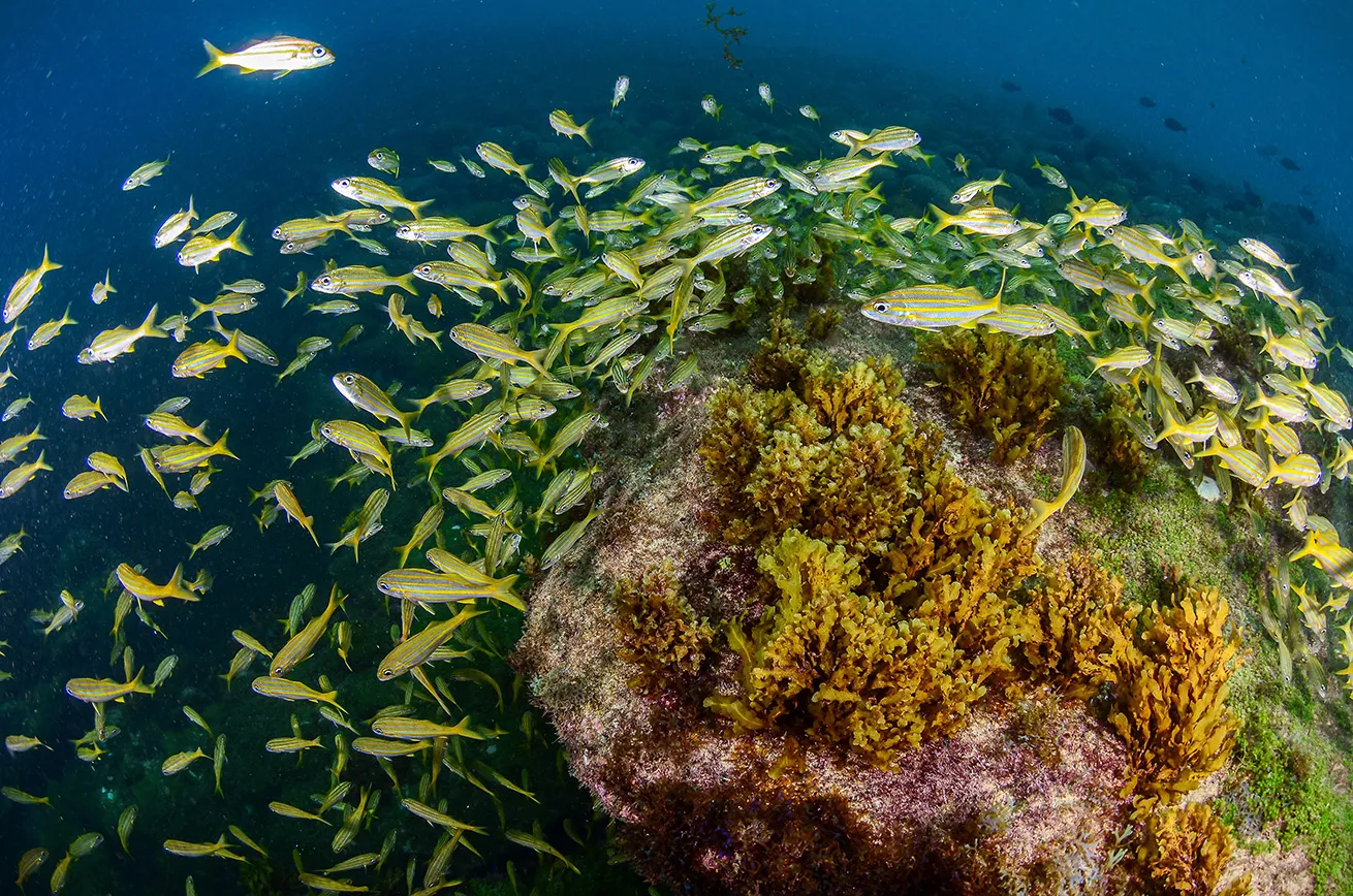 fish underwater brazil