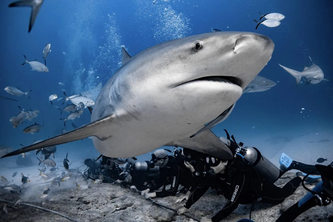 Diving Safety Protocol to observe bull sharks