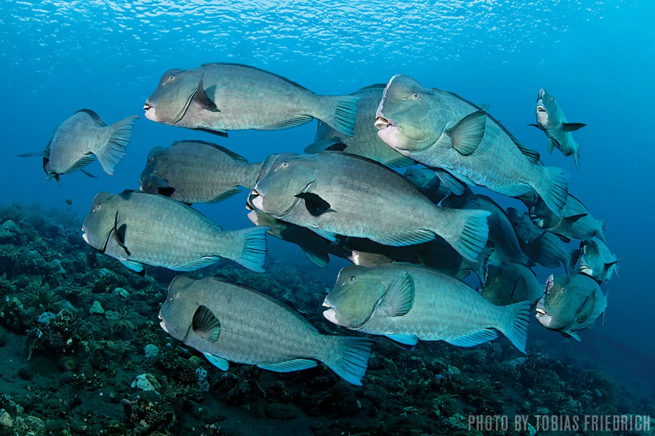 Bumphead Parrotfish | Tulamben, Bali