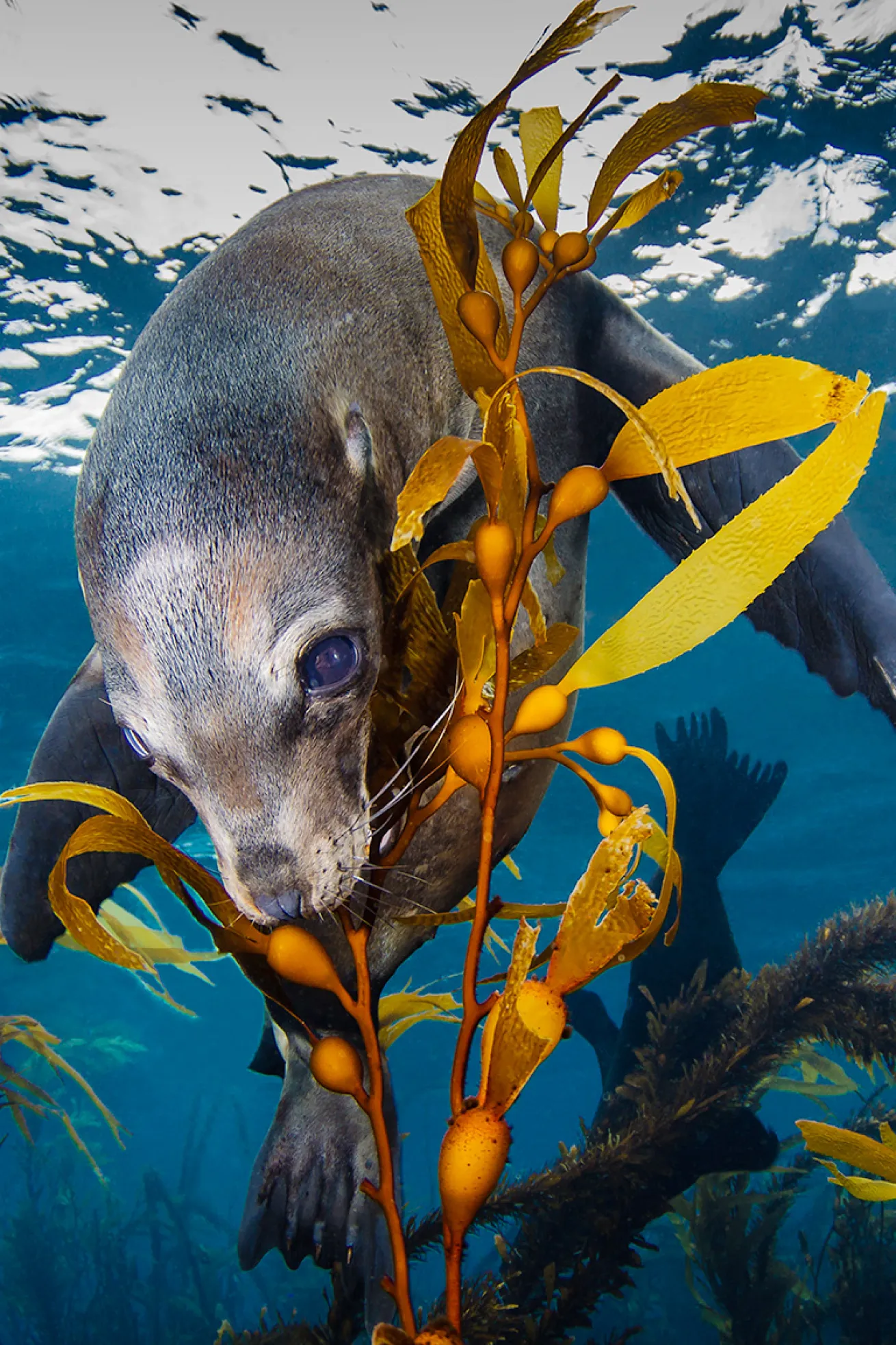 California sea lion