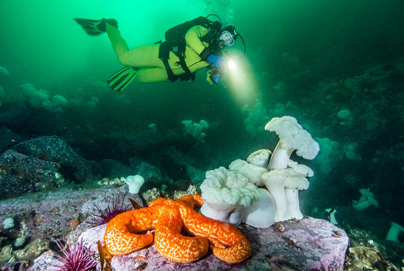 diving canada