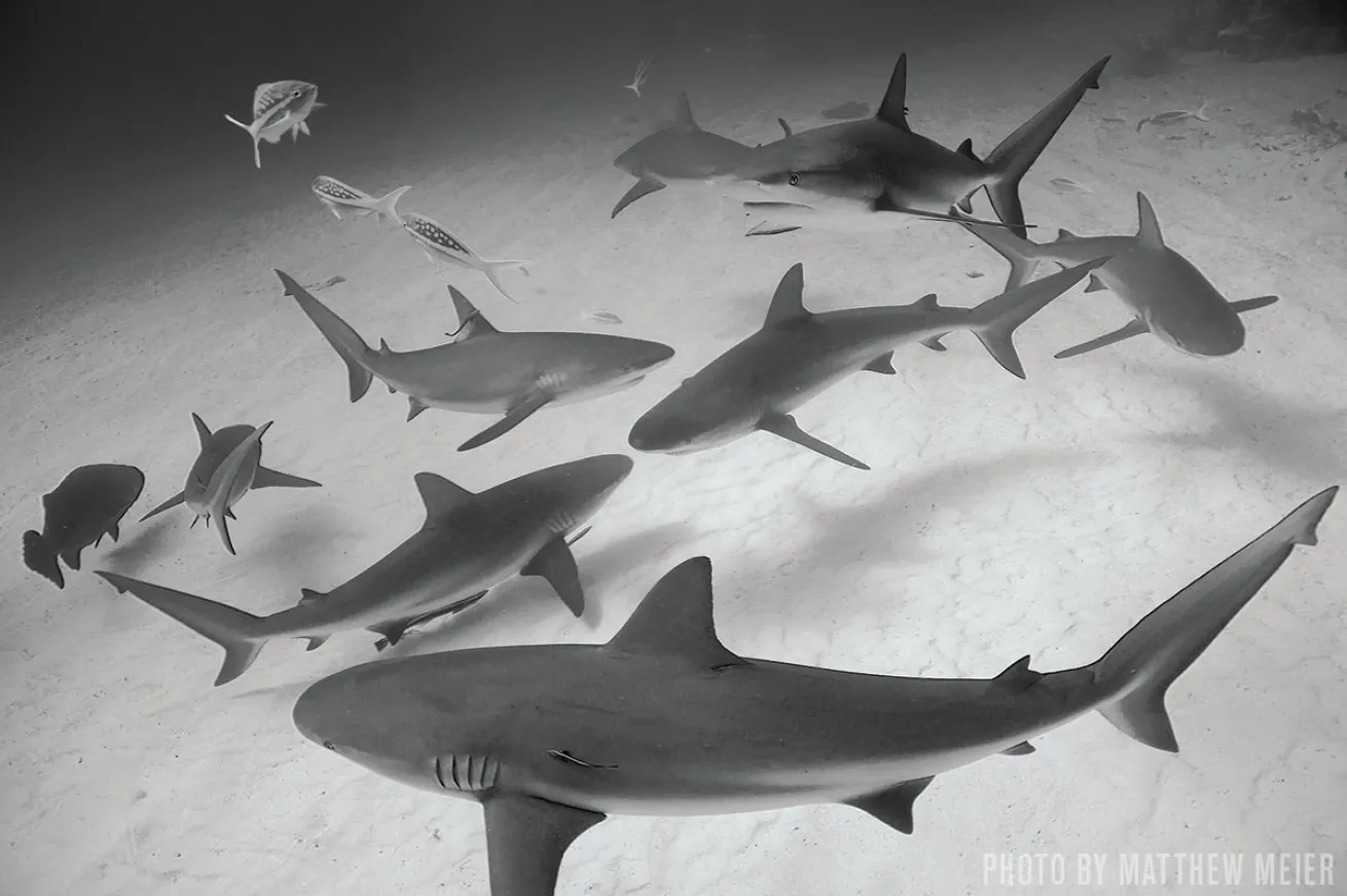 Caribbean Reef Sharks | Grand Bahama Island, Bahamas