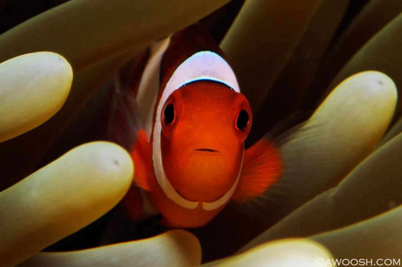 clownfish Raja Ampat underwater photography 