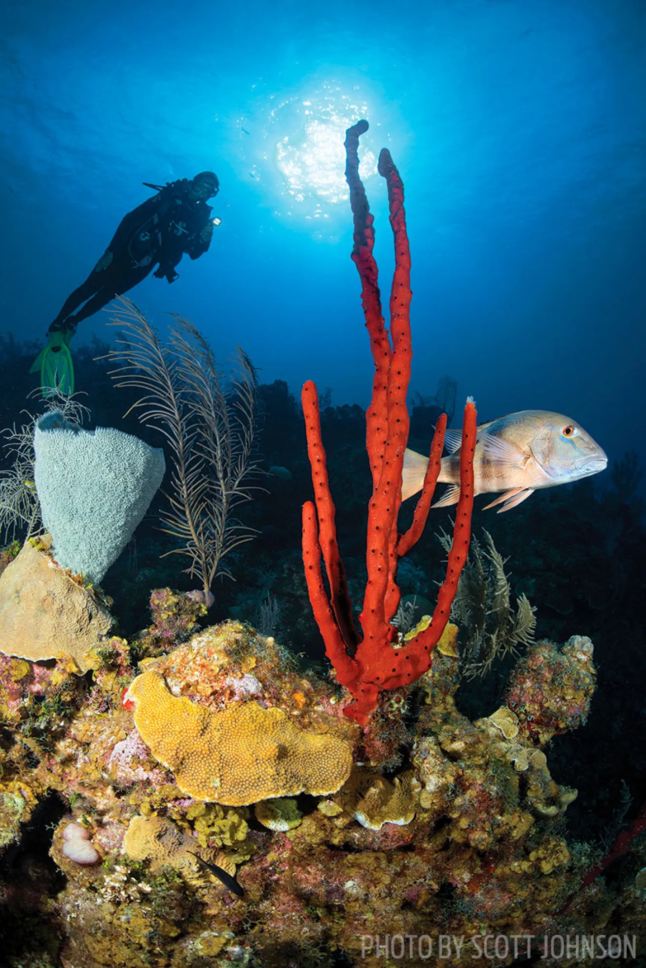 scuba diving cayman islands