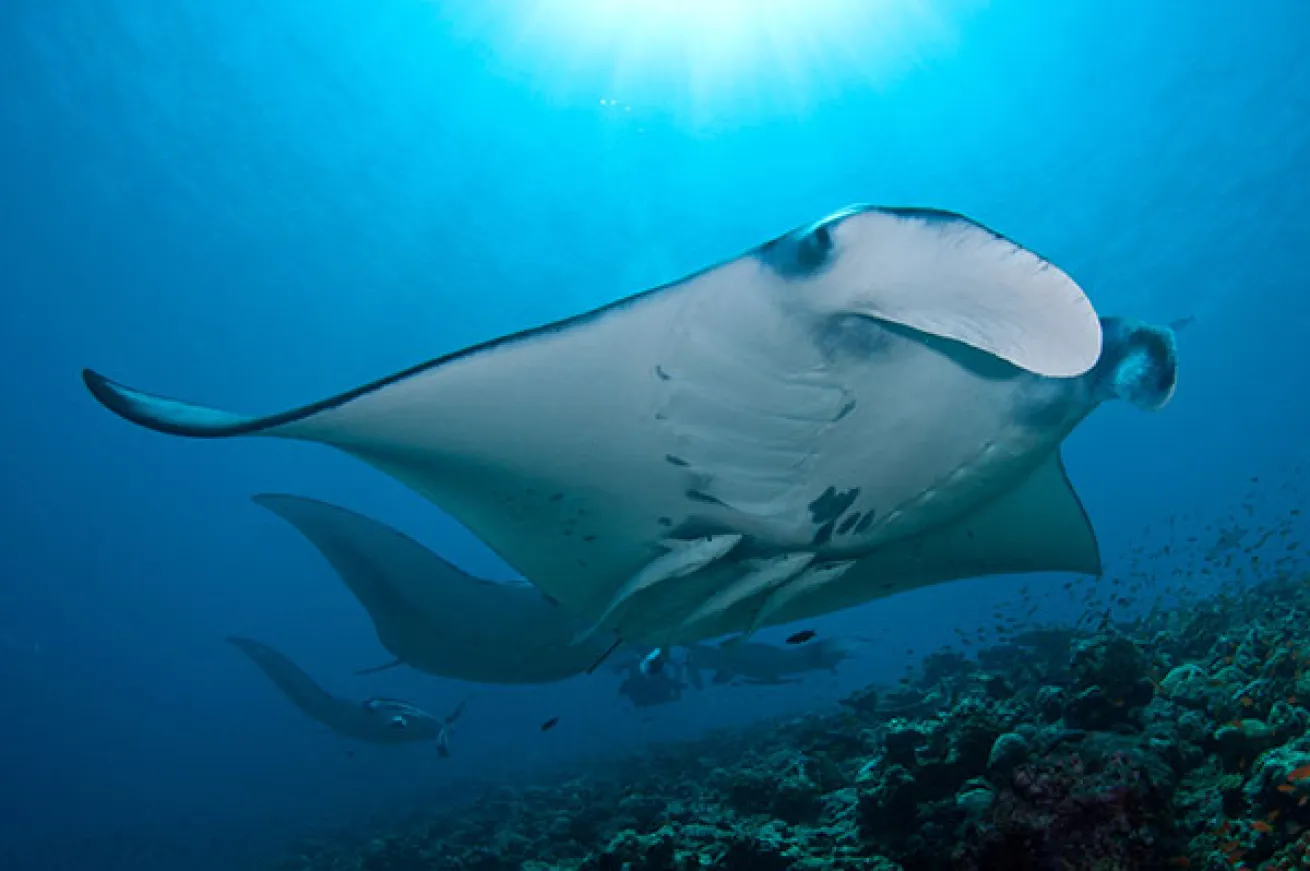 scuba diving maldives