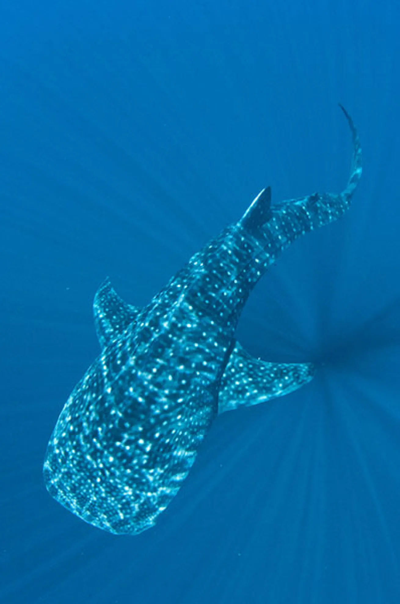 scuba diving whale sharks