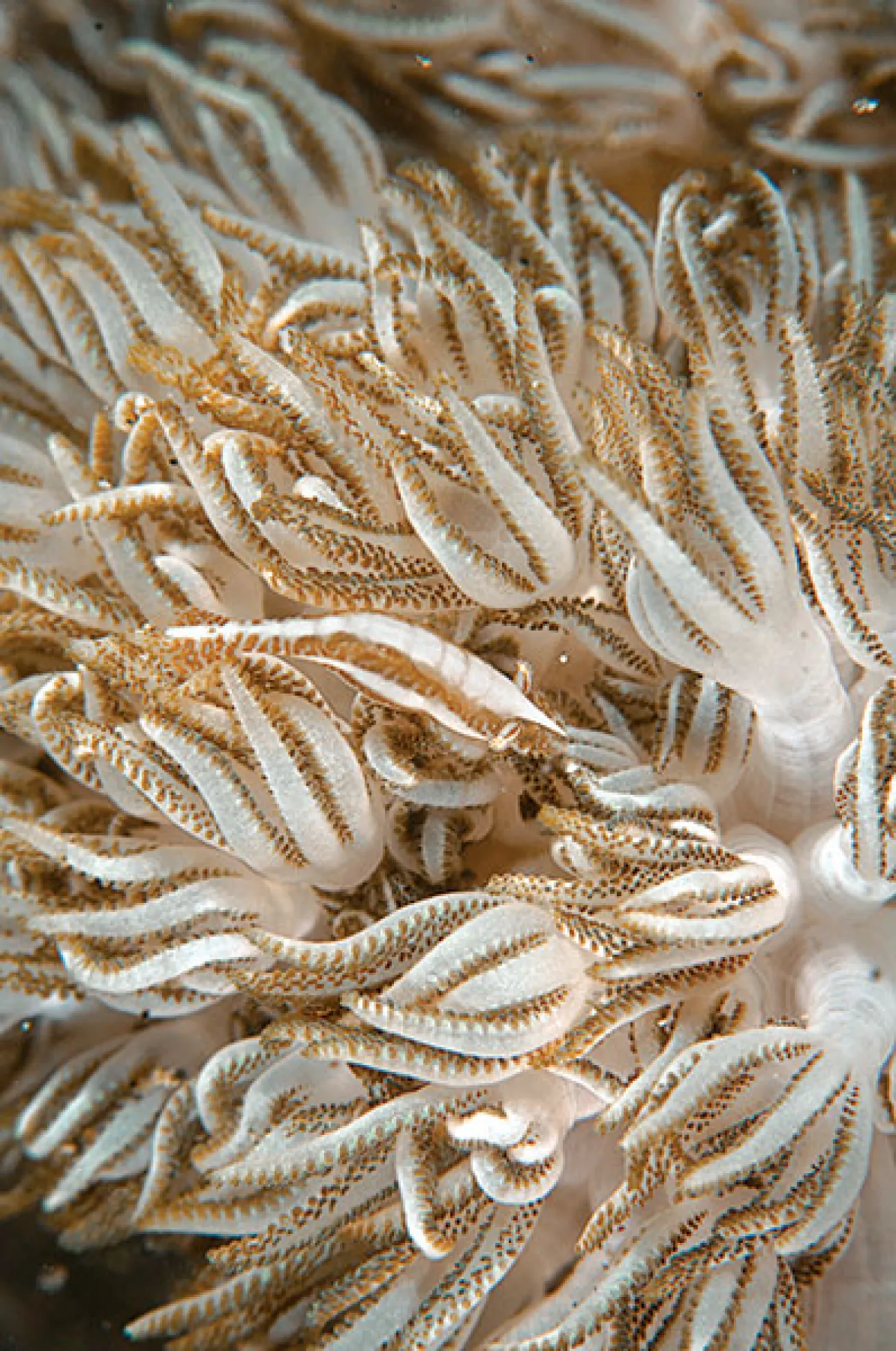 xenia shrimp camouflage