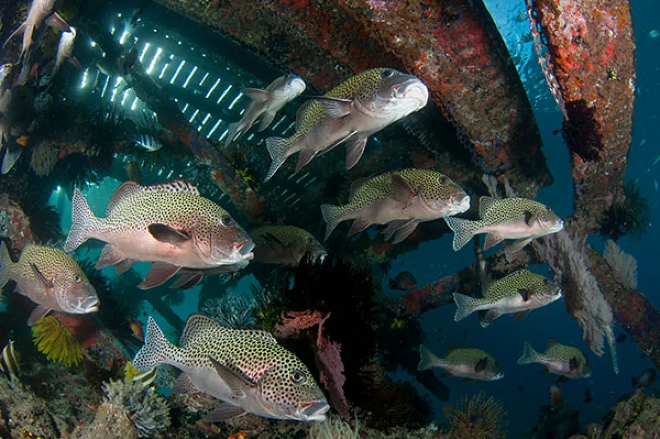 scuba diving borneo