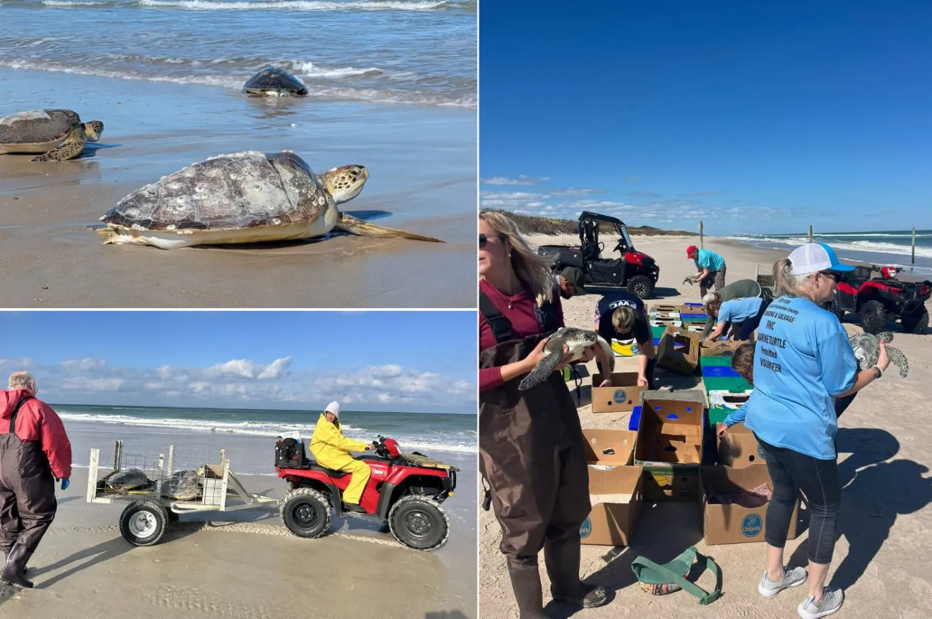 Cold-stunned turtles return to the wild after rehabilitation. 