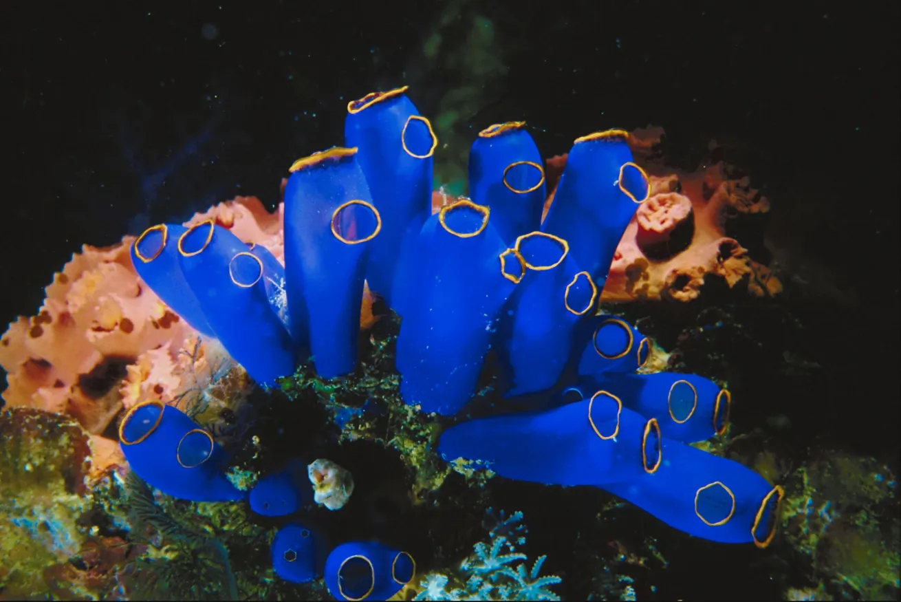 scuba diving pacific