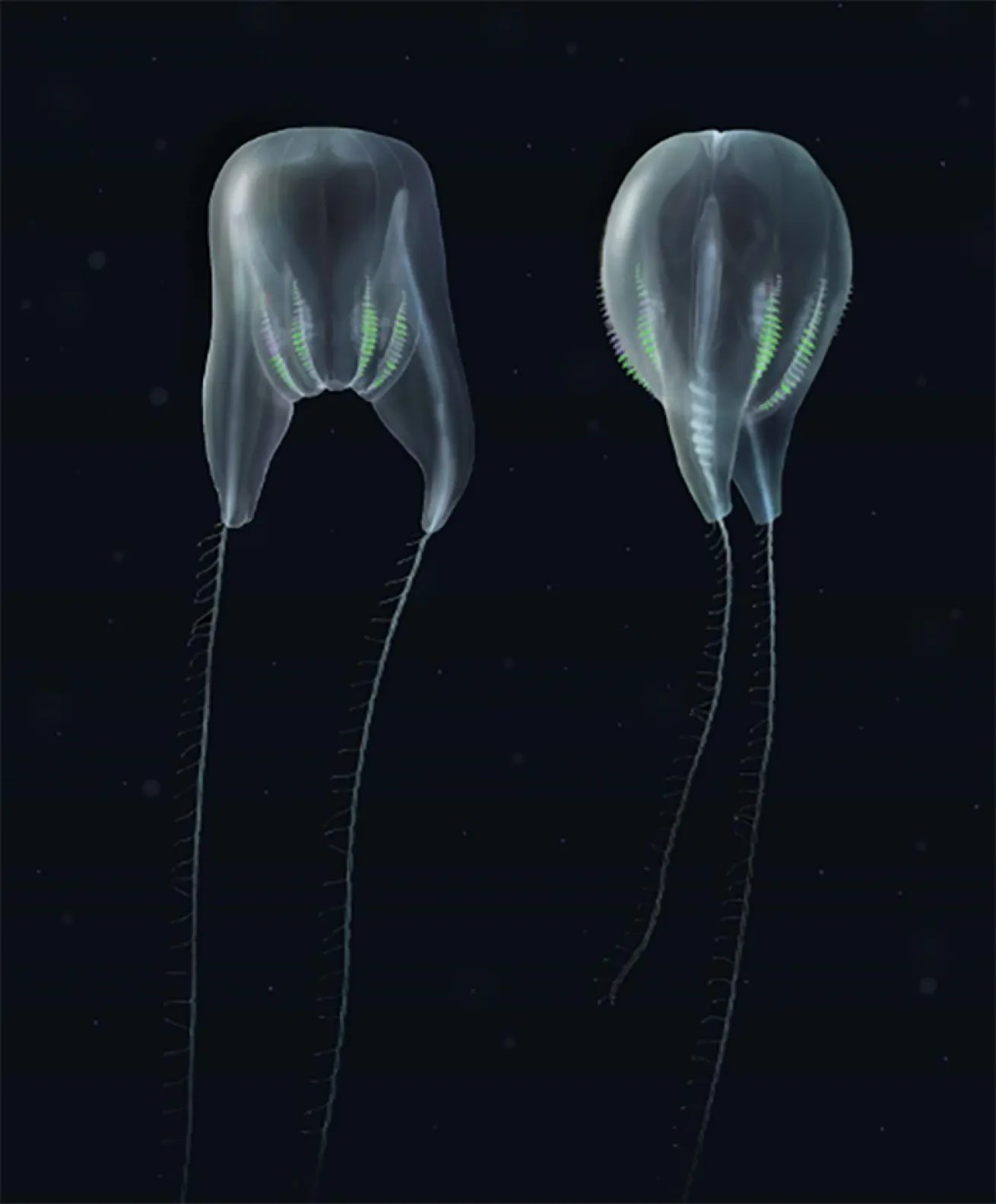 Comb jelly illustration