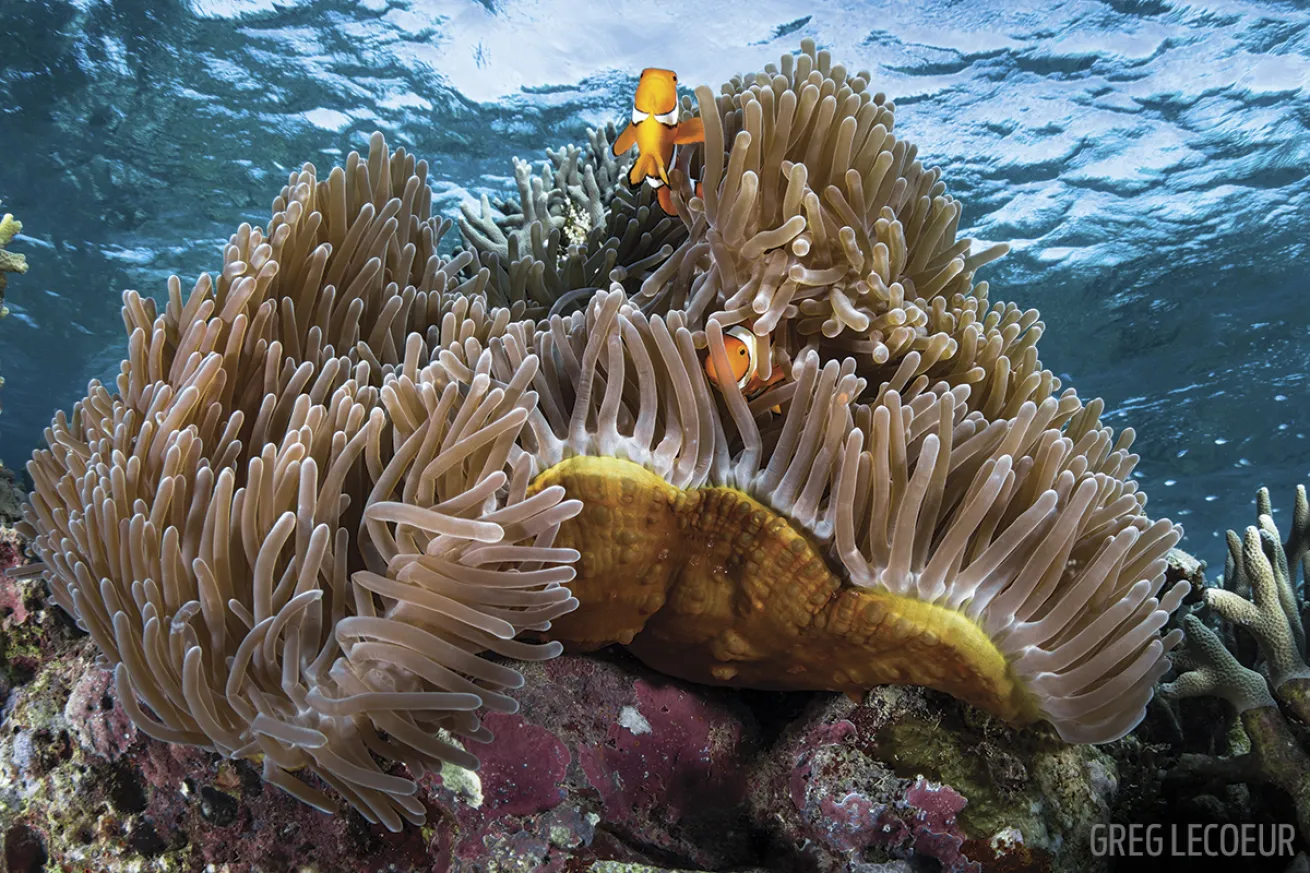 clownfish solomon islands